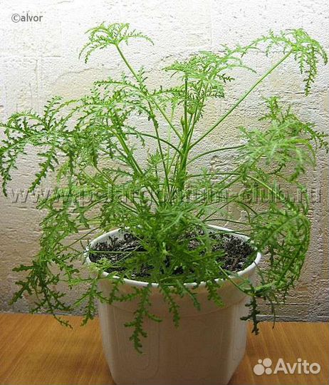 Пеларгония герань душистая