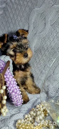 Йоркширский терьер мини девочка