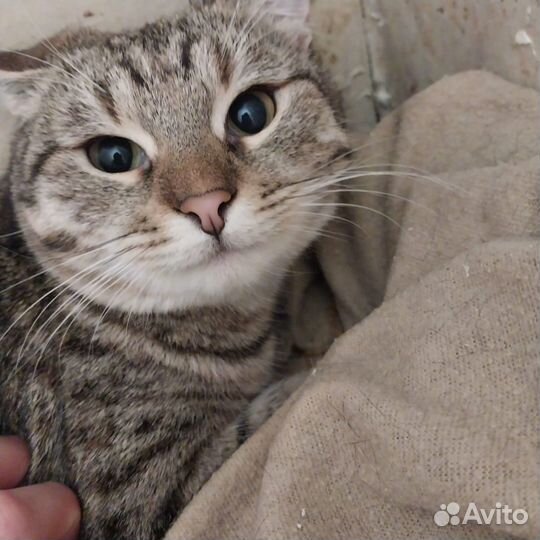 Молодая кошка ищет дом