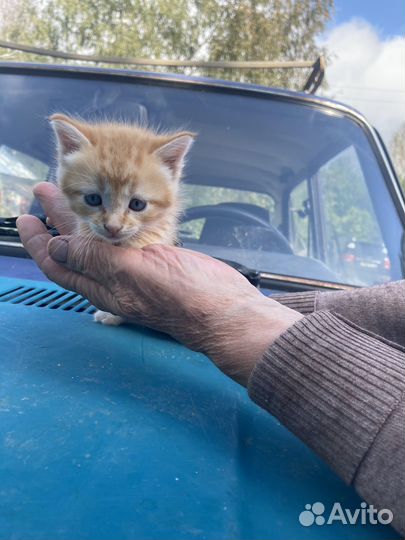 Кошки в добрые руки бесплатно