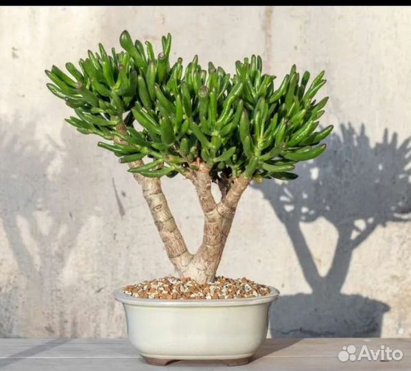 Крассула коралл