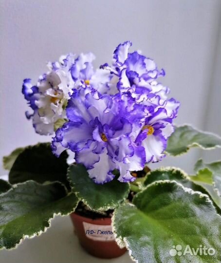 Комнатные растения цветы