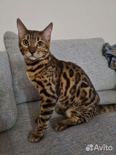 Бенгальский кот вязка