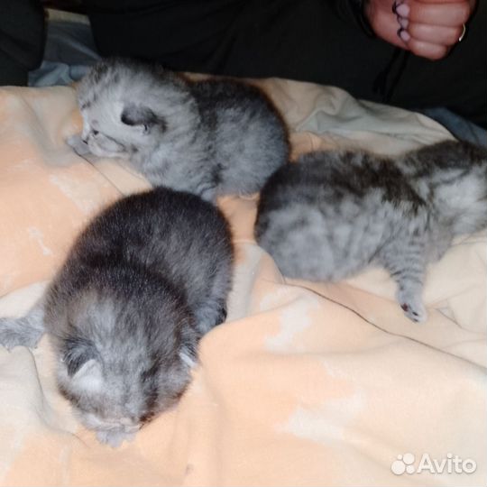 Продам котят