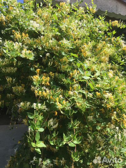 Жимолость каприфоль