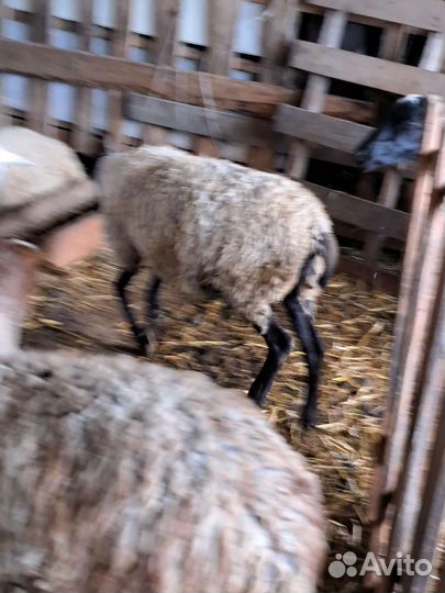 Романовские местные