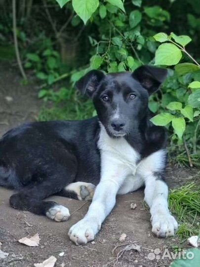 Щенки, метисы овчарок, помощь со стерилизацией