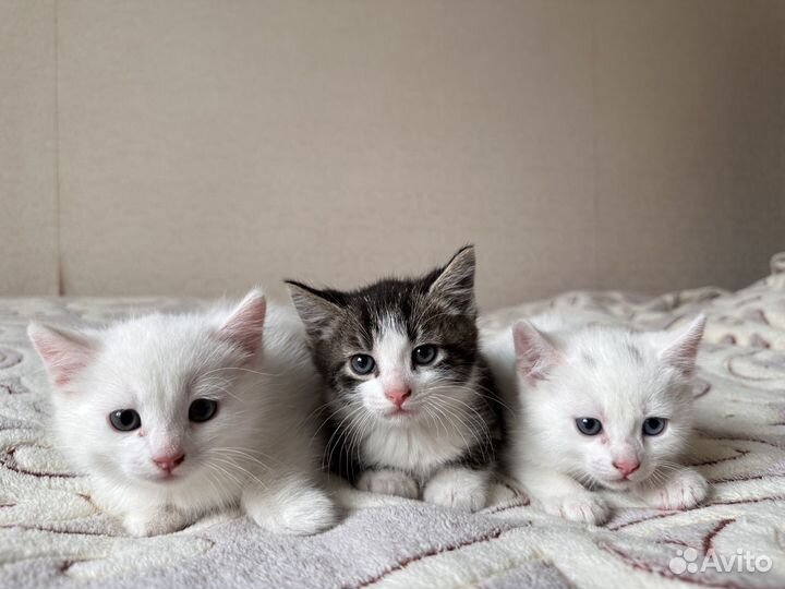 Котята в добрые руки