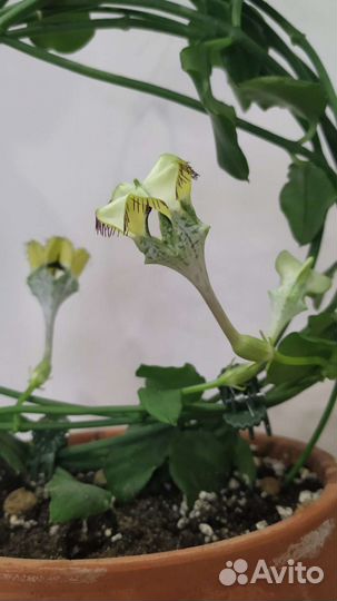 Церопегия сандерсона