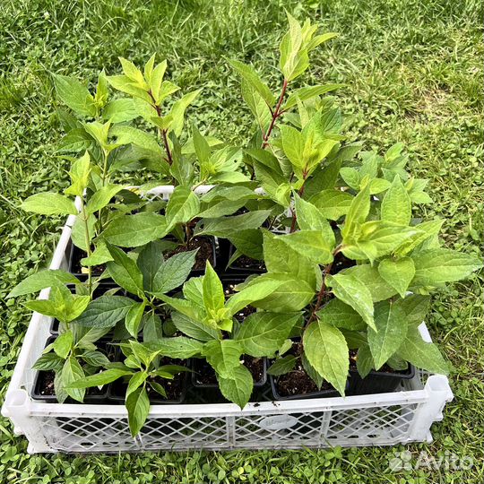 Гортензия метельчатая