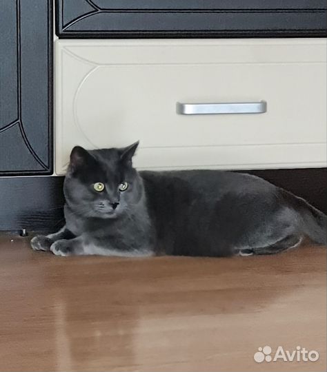Британский кот