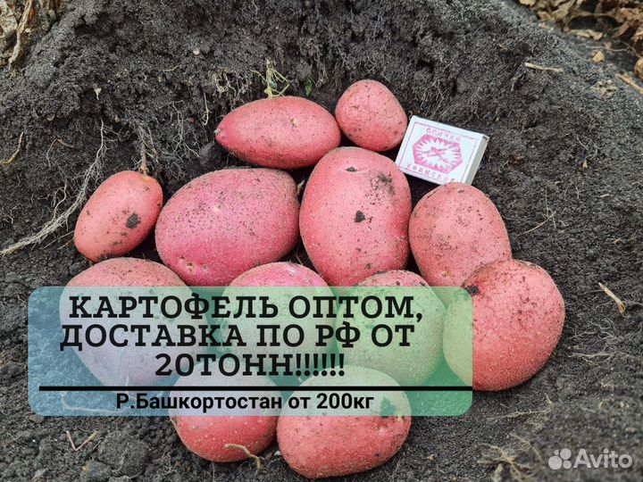 Картофель оптом от 200 кг