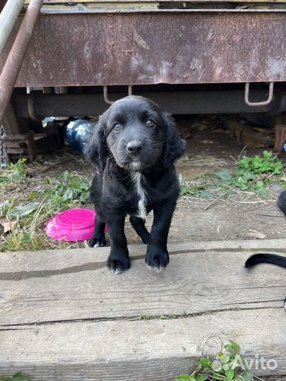 Щенок русского спаниеля