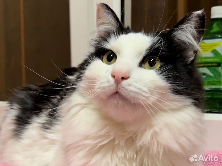 Котик