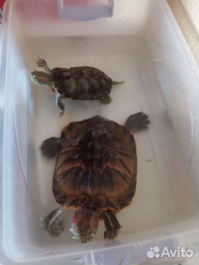 Красноухая черепаха