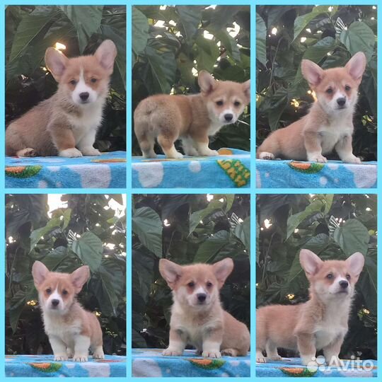 Вельш-корги пемброк