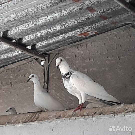 Голуби почтовые Поляки (Польские)