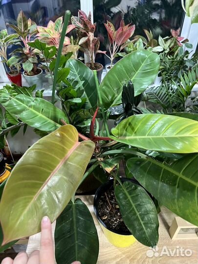 Филодендрон принц оранж