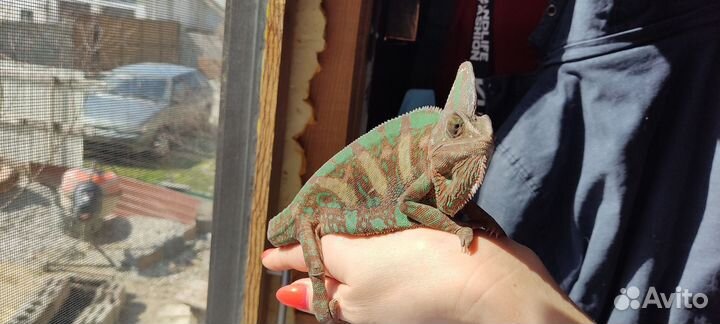 Йеменский хамелион Вязка