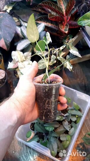 Монстера Silver Leaf