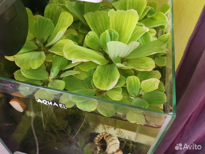 Аквариумное растение