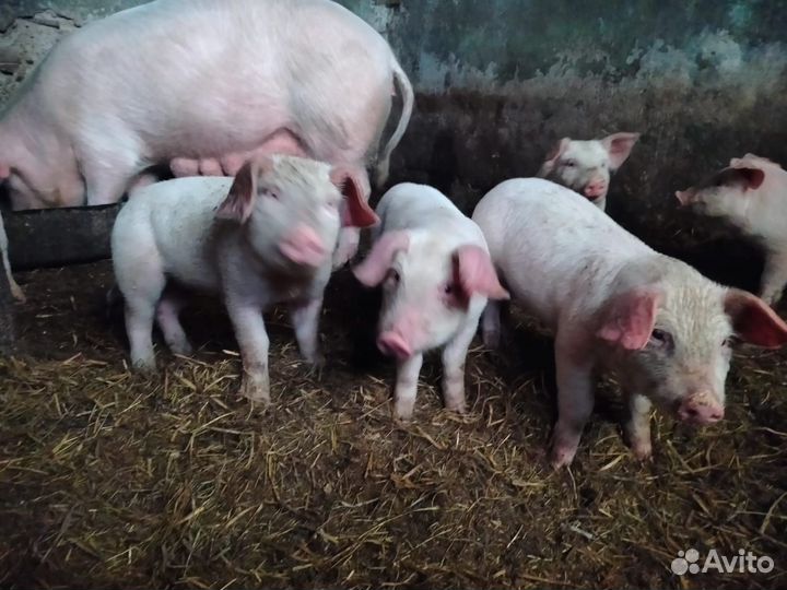 Поросята ландрас дюрок