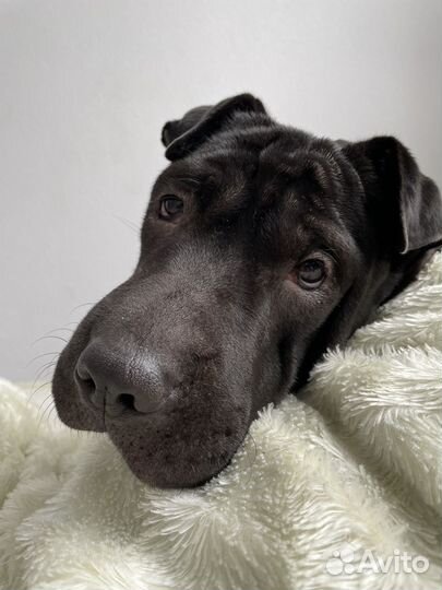 Собака террористка щенок шарпея