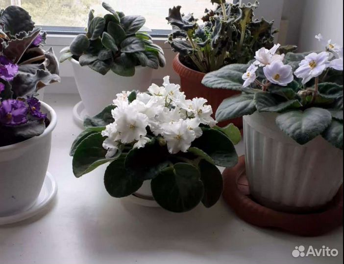 Цветущие фиалки