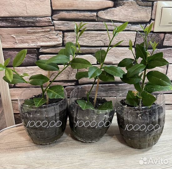 Лимон павловский плодоносящий