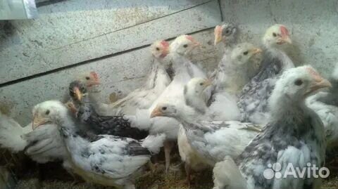 Петушки пушкинские