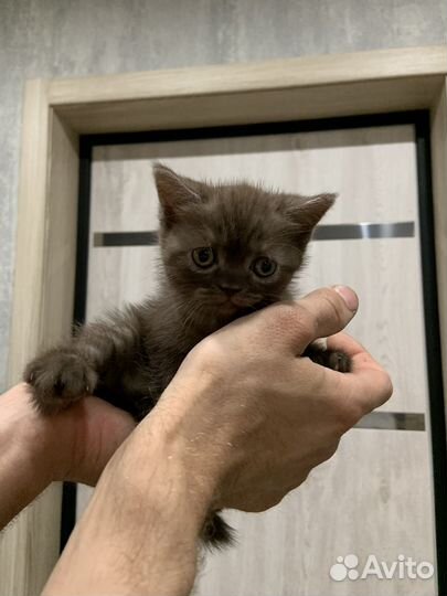 Шотландская кошечка