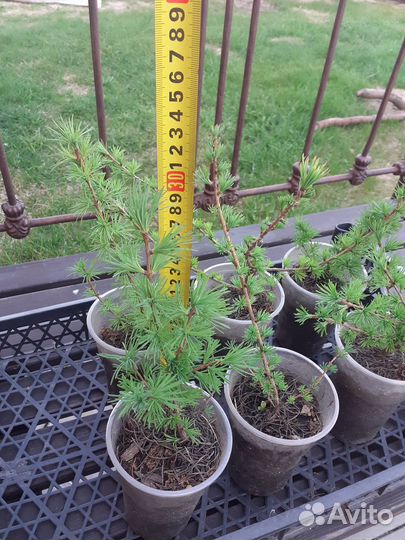 Лиственница Сибирская