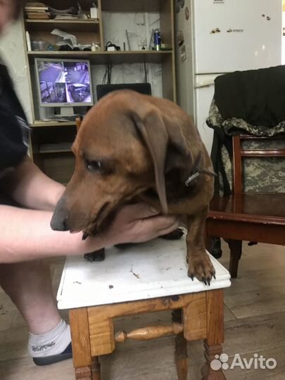 Щенки таксы