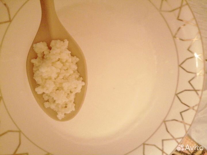 Чайный, молочный грибы, морской рис