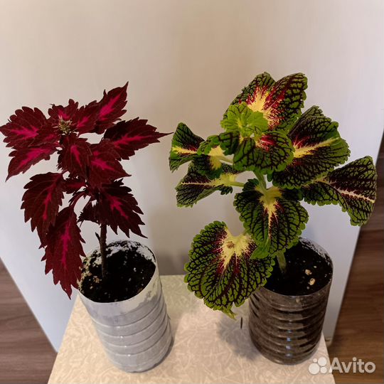 Колеус сортовой,Фикус Али