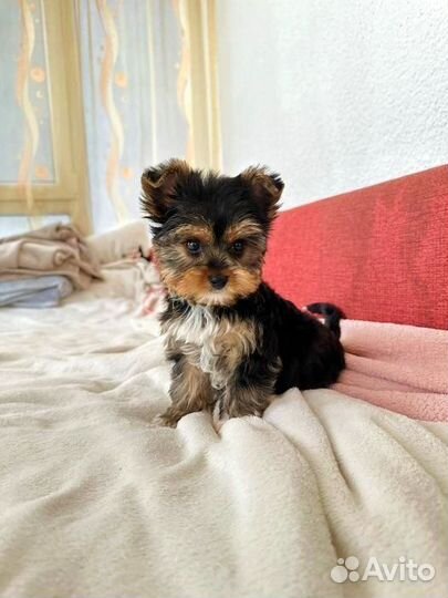 Щенки йоркширский терьер мини