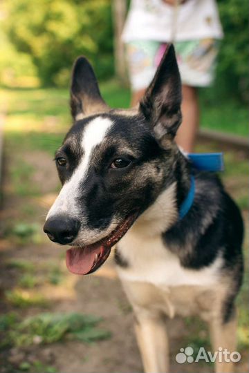 Щенок-подросток Стёпа в добрые руки
