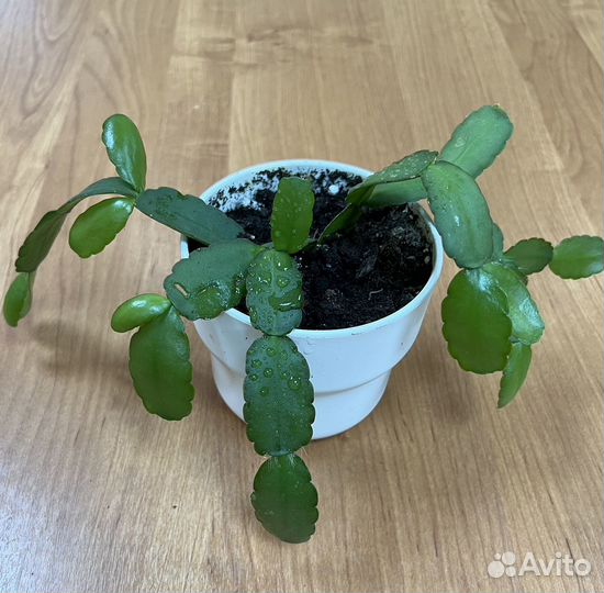 Комнатные растения