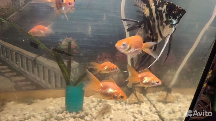 Аквариум 25л