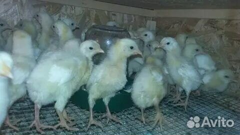 Цыплята несушки подрощенные