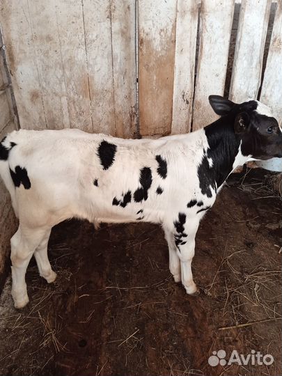 Бычок 3 недели