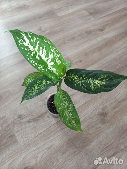 Маранты, строманта