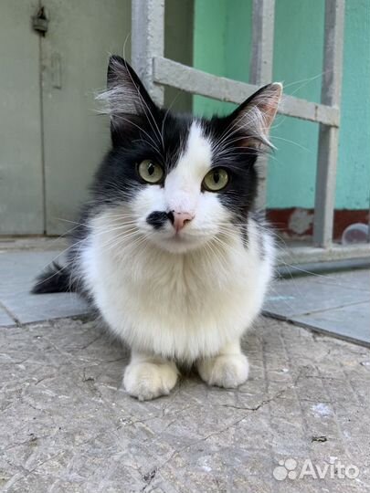 Кошка Матильда, 4 года