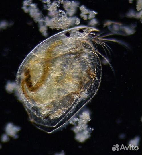 Plan Apo объективы современные и ломо