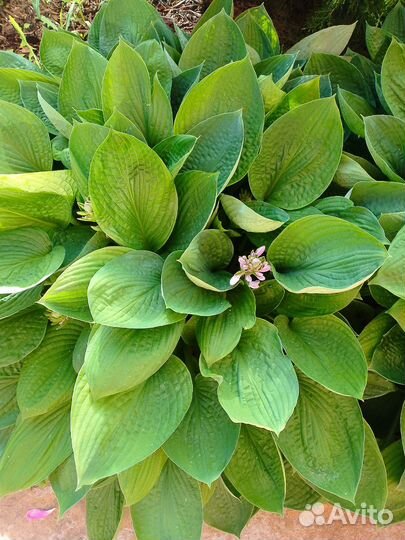 Хоста растение