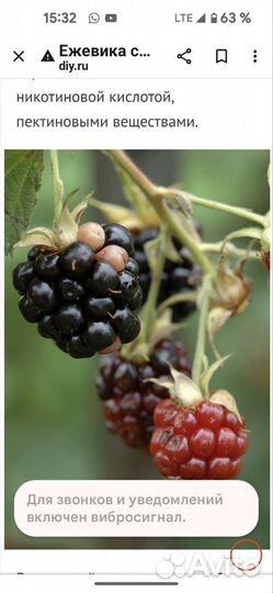 Ежевика садовая, ремонтантная малина