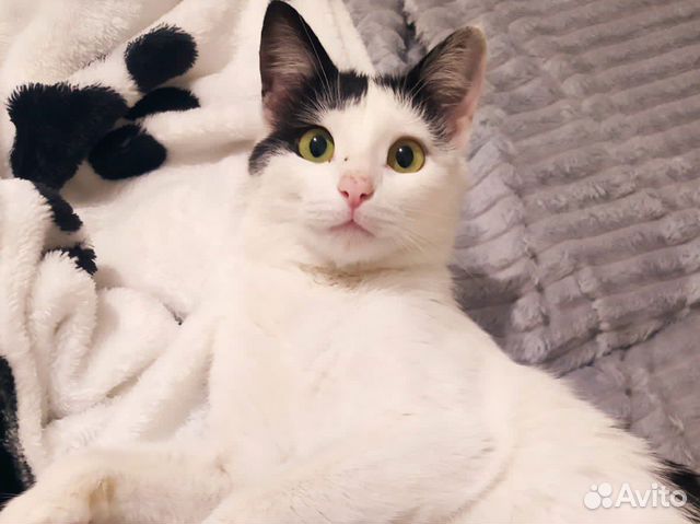 Кошечка в добрые руки