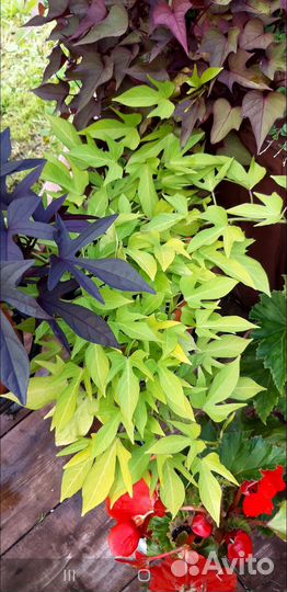 Ипомея батат