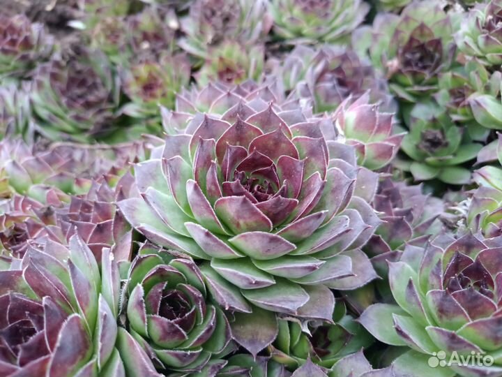 Молодило (каменная роза)