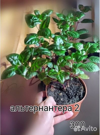 Сциндапсус,пилея, альтернантера, сингониум